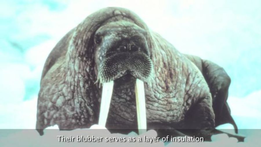 Walrus : Animals of the Ice