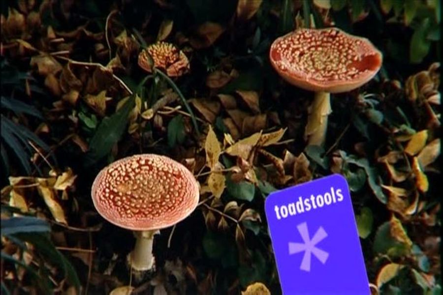 Fungi  : Kids in the Garden