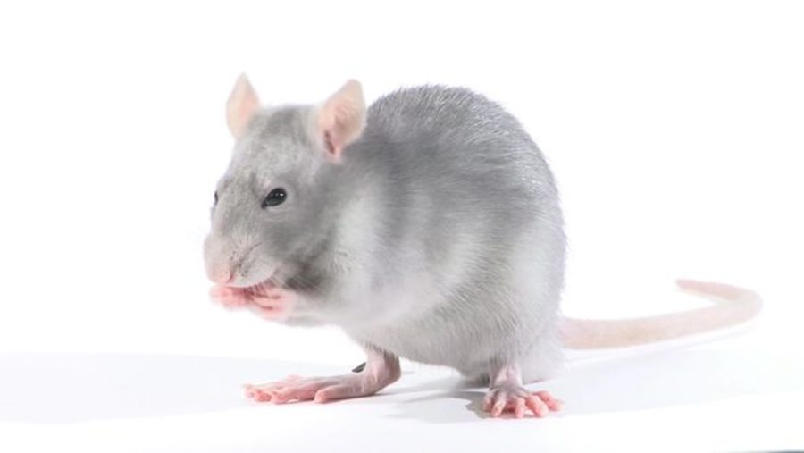 Can Cats Really Make Rats Into Zombies? Ask Smithsonian