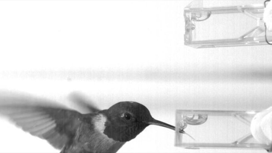 Why Hummingbirds Have A Sweet Tooth