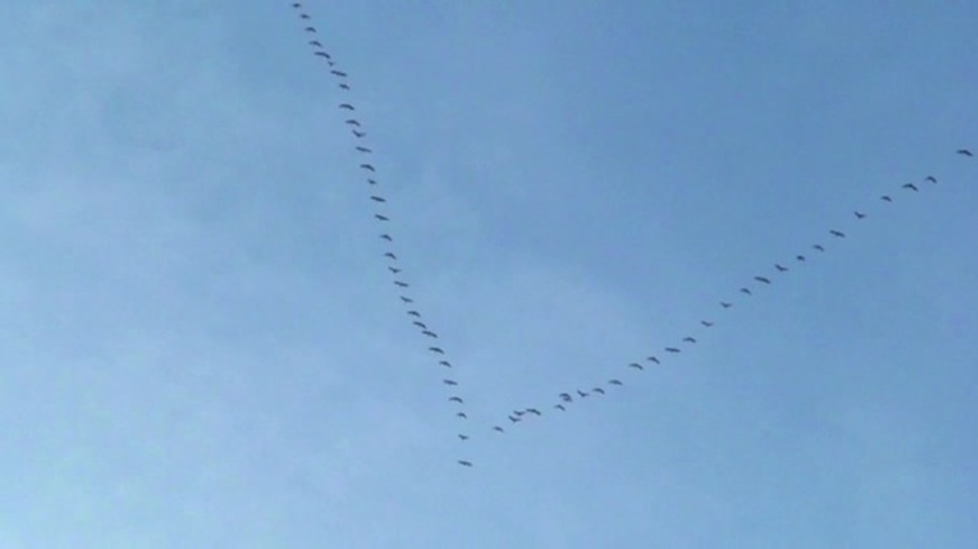 Why Do Geese Fly in a V? Ask Smithsonian