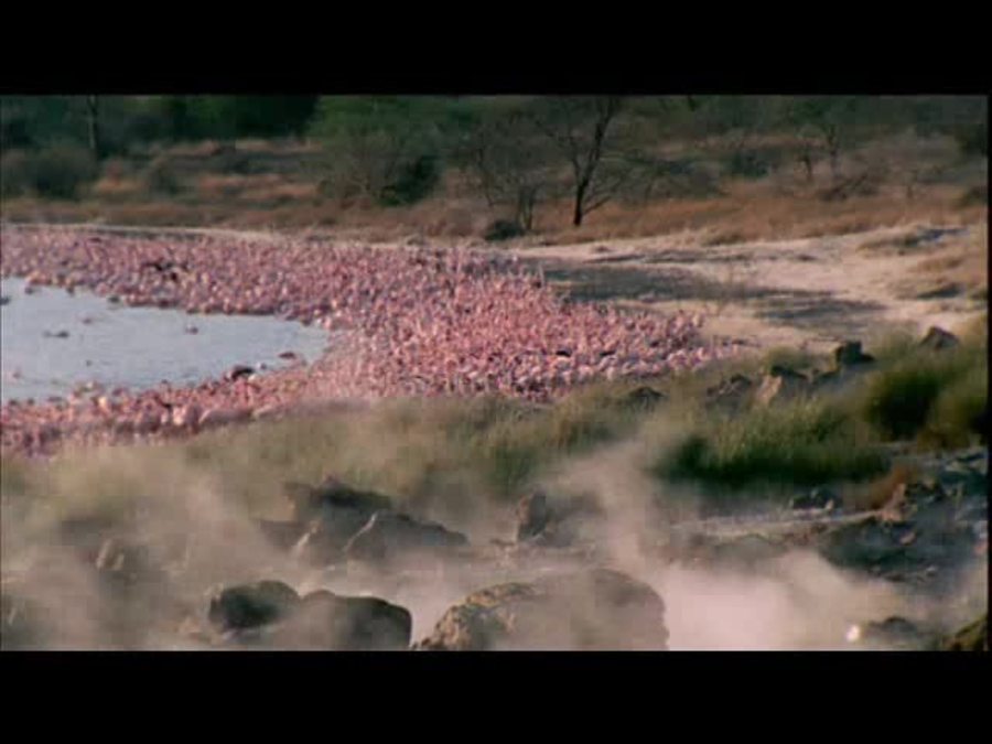 Flamingo Lakes