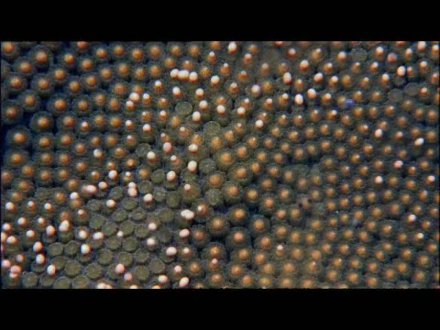 Coral Spawning