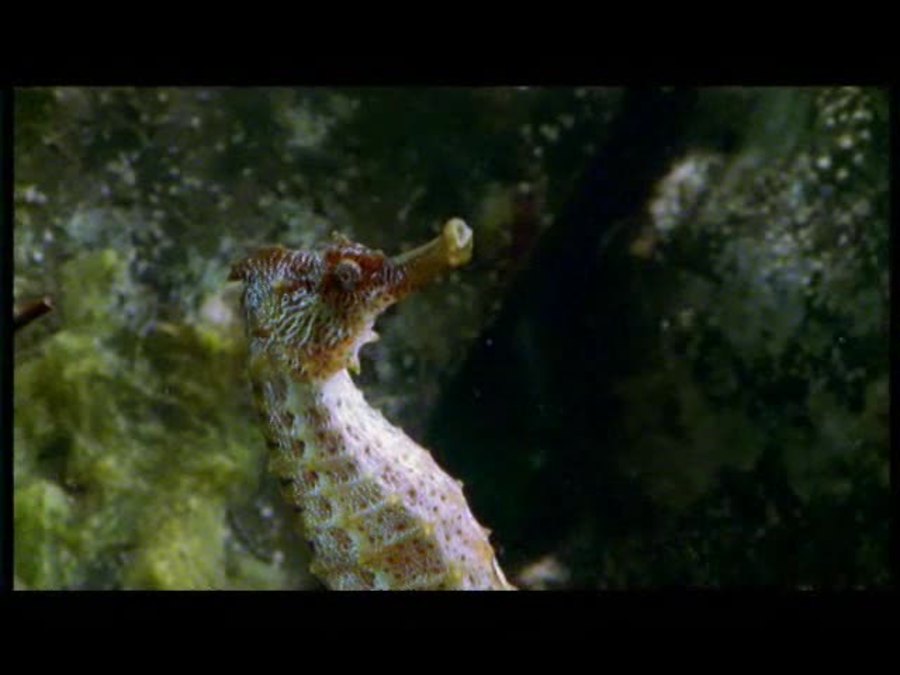 Giant Pacific Seahorse