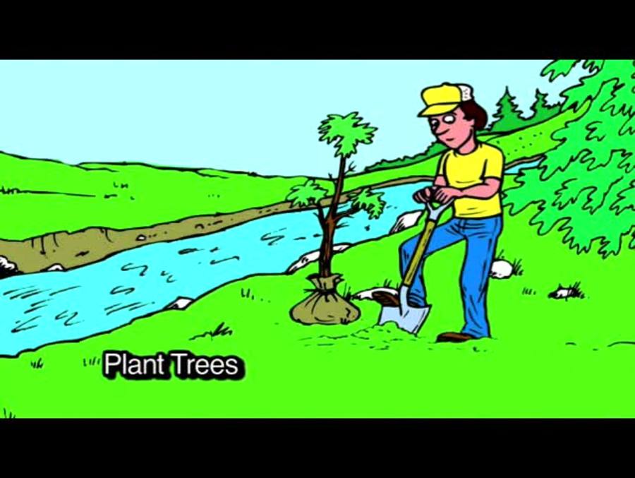 Adopt a stream : Plant a tree