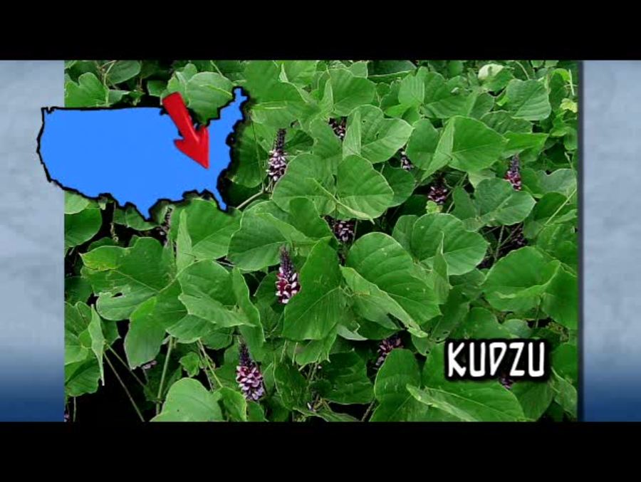 Non Native plants : Kudzu