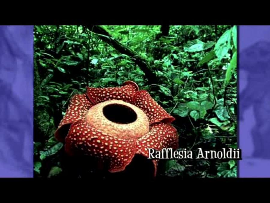 What is the biggest flower ever found on the planet?