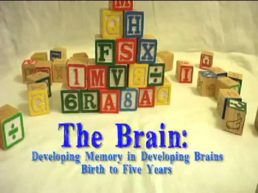 The Brain : Developing Memory In Developing Brains