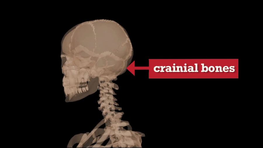Human Skeleton : Video Vocab