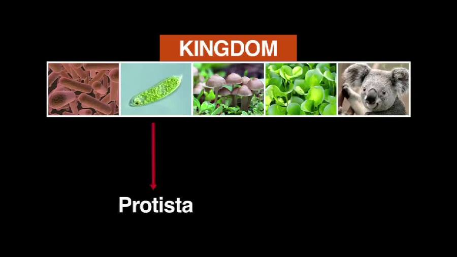 Kingdom Protista : Video Vocab