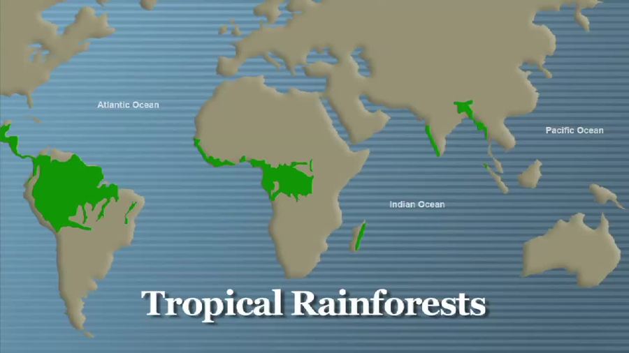 Tropical Rainforest : Video Vocab