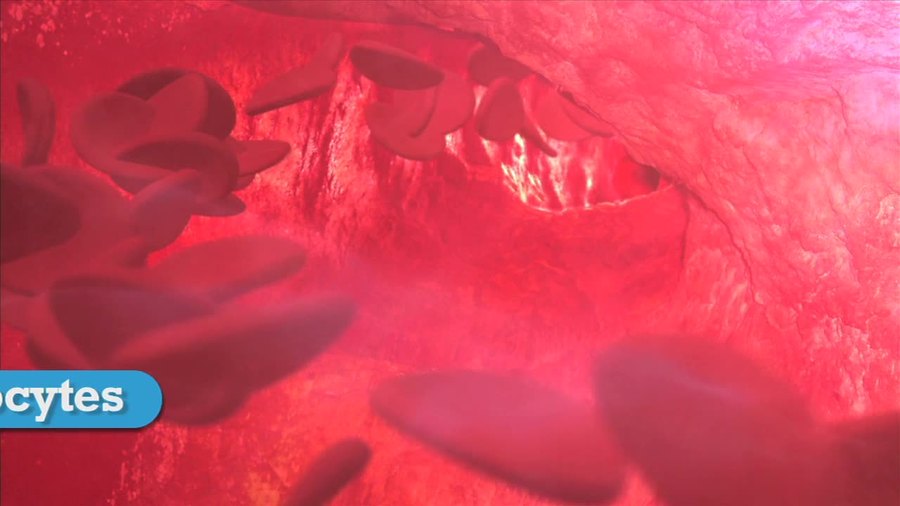 Red Blood Cells : Video Vocab