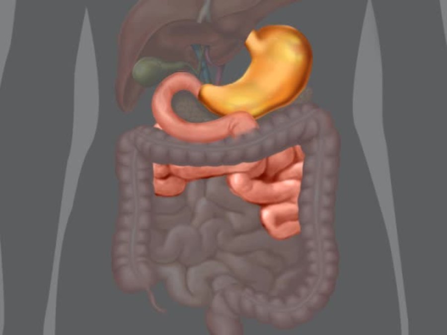 Digestive System, The