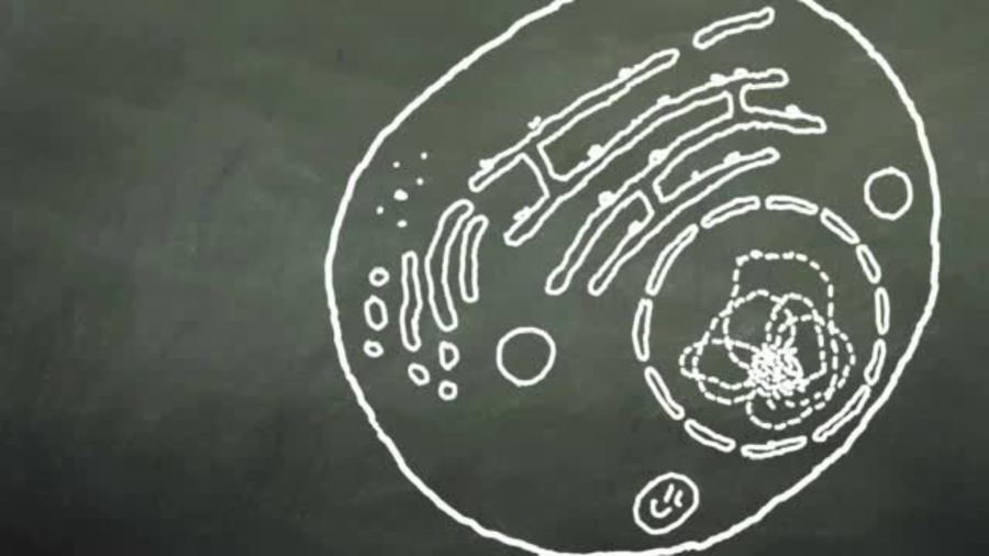 Mitochondria : Chalk Talk