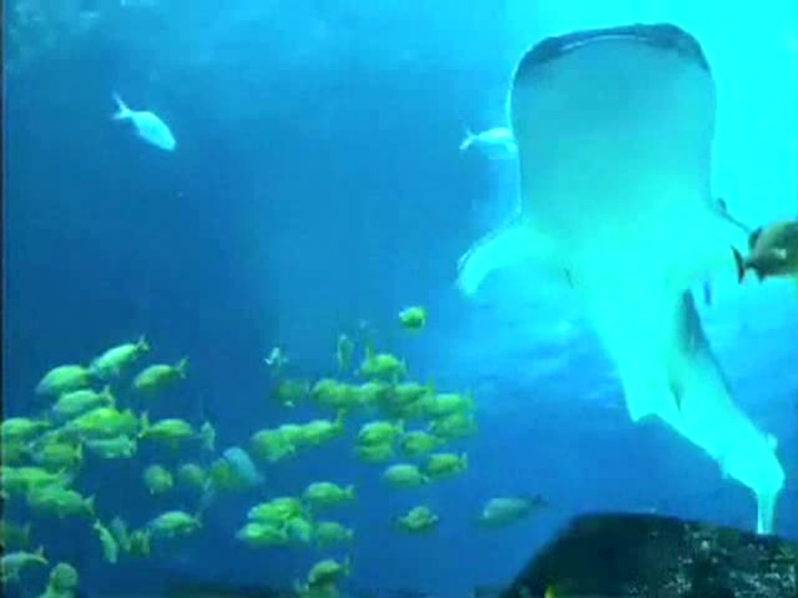 Who's At The Aquarium? : Animal Atlas