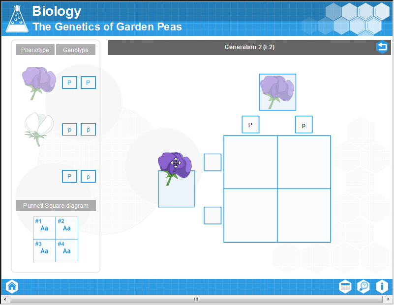 The Genetics of Garden Peas