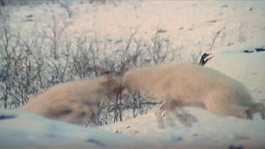 Arctic Animals : XPLORATION Animal Science