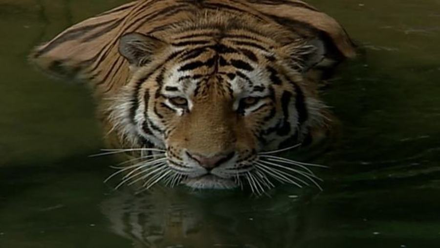 Siberian Tiger : XPLORATION Animal Science