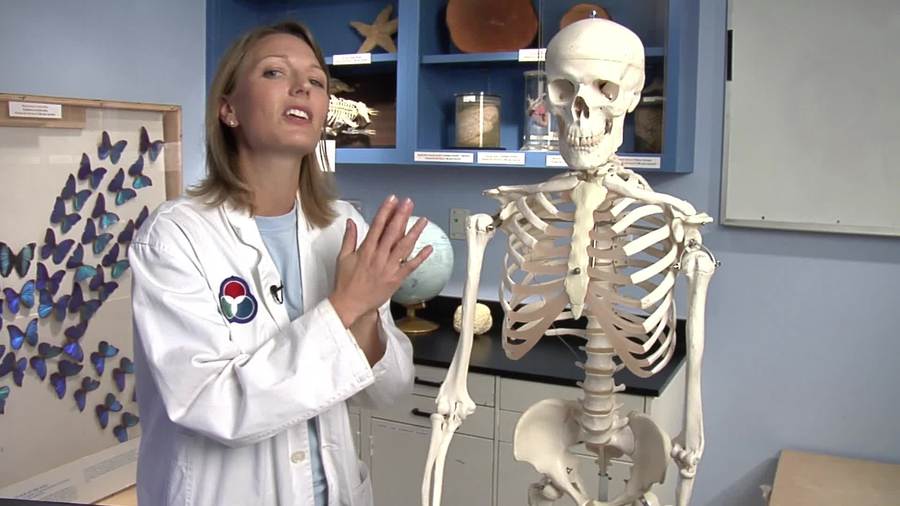 How many bones in the body?