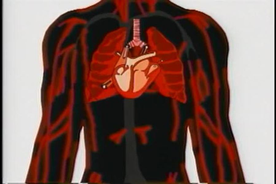 The Magellan Adventures : The Circulatory System - The Beat Goes On