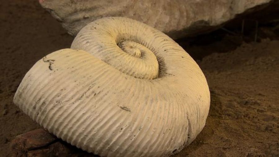 Eustrepto And Ammonite