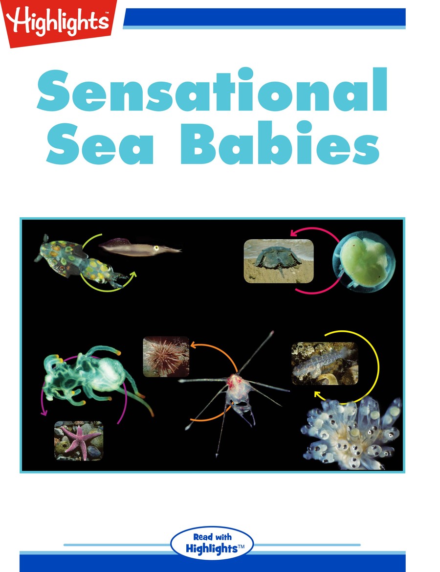 Sensational Sea Babies : Highlights