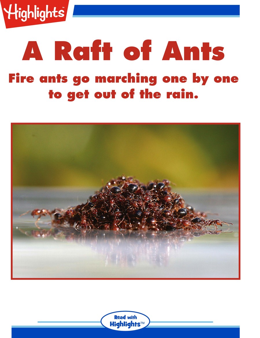 A Raft of Ants : Highlights
