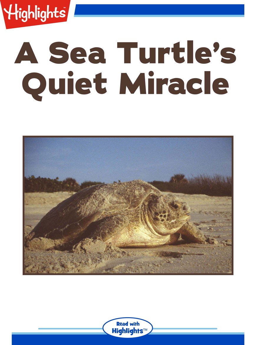 A Sea Turtle's Quiet Miracle : Highlights