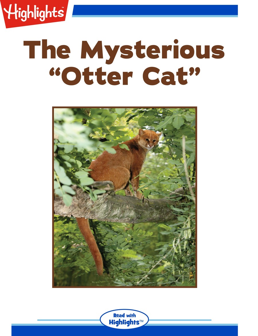 The Mysterious "Otter Cat" : Highlights