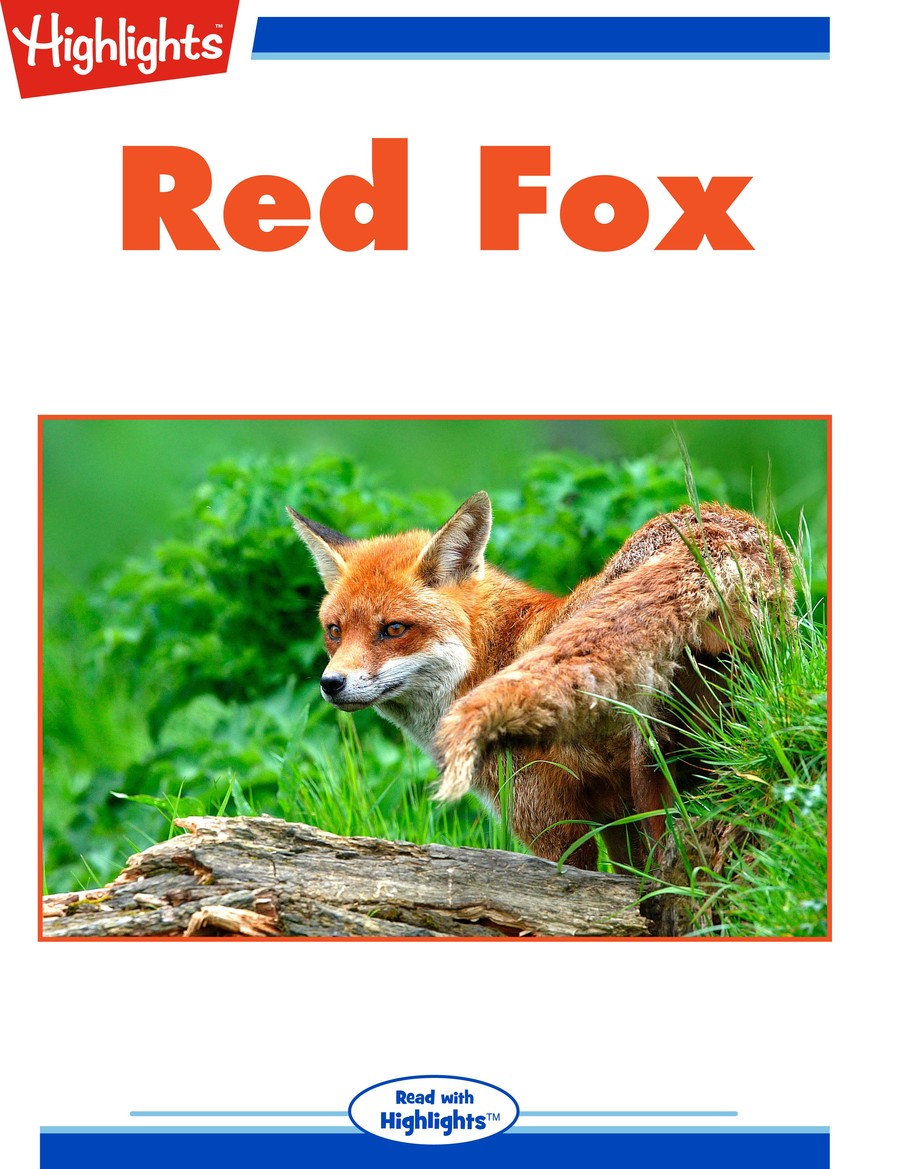 Red Fox : Highlights