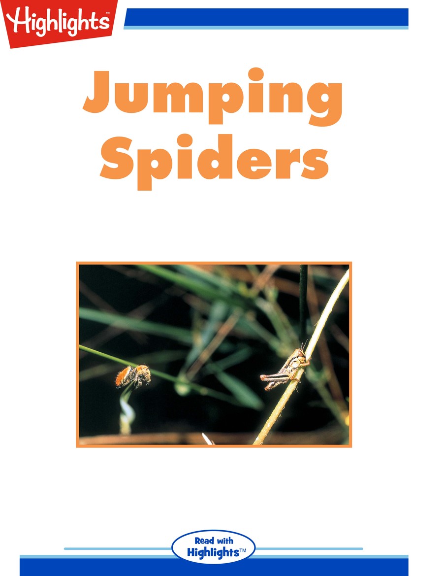 Jumping Spiders : Highlights