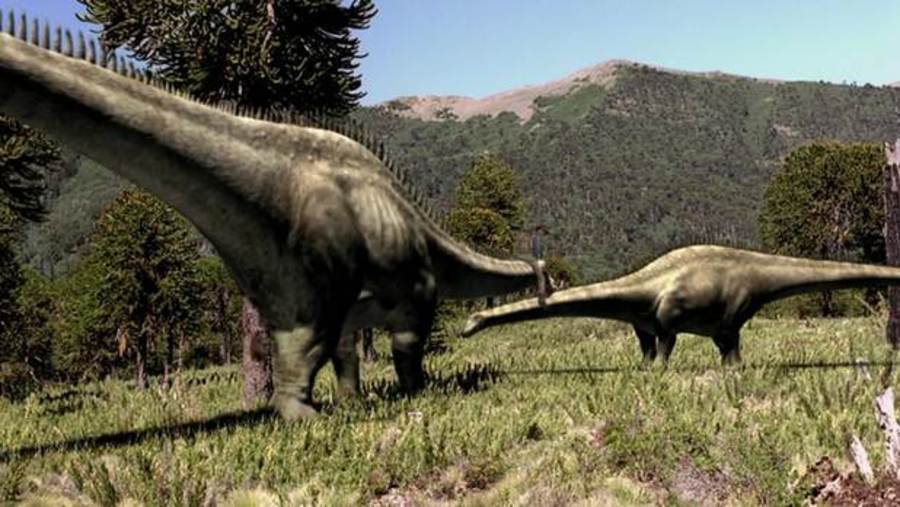 Diplodocus and Dung