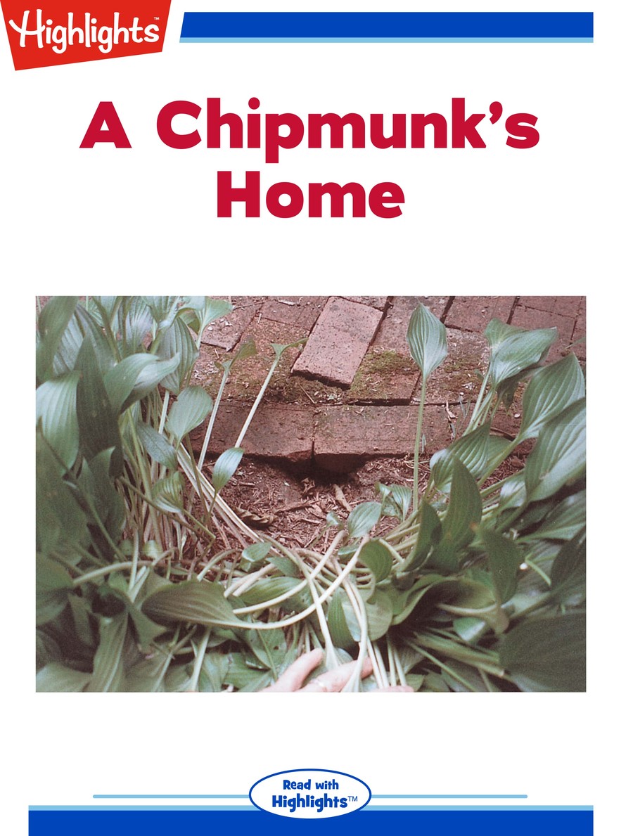 A Chipmunk's Home : Highlights