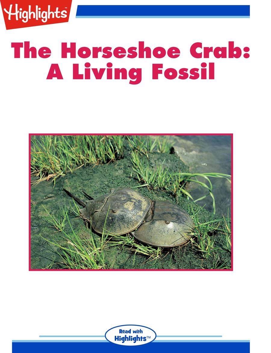 The Horseshoe Crab :  A Living Fossil