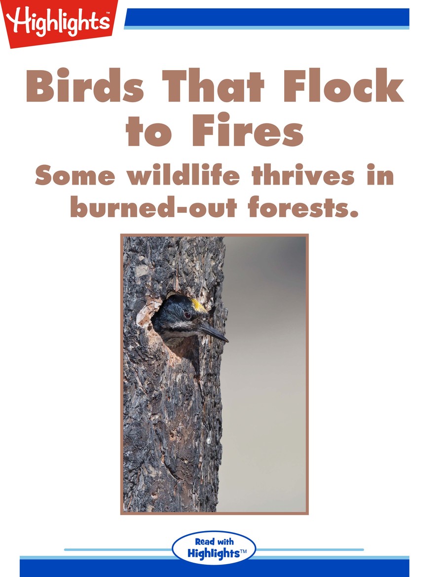Birds That Flock to Fires : Highlights