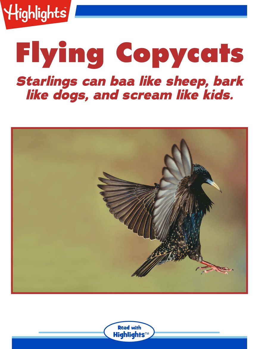Flying Copycats : Highlights