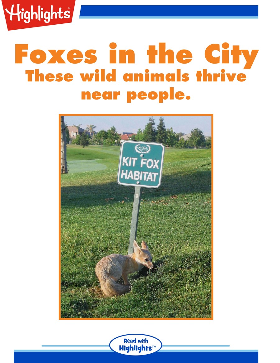 Foxes in the City : Highlights