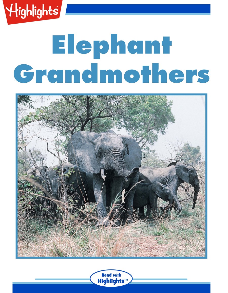 Elephant Grandmothers : Highlights