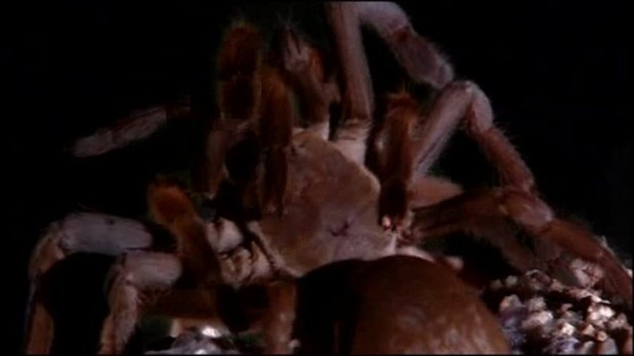 Arachnids - Tarantulas! : Show Me Science