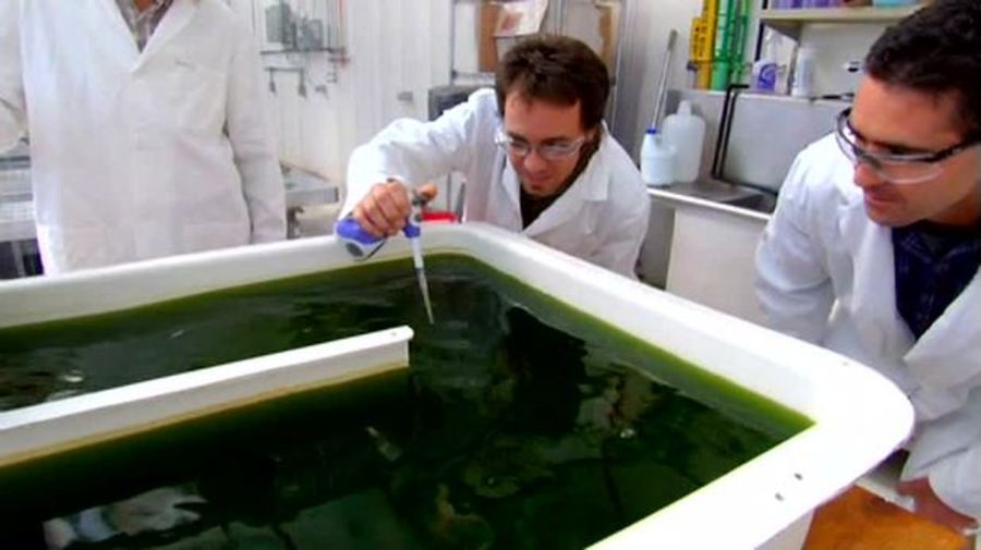 Energy - Biofuels from Plants & Algae : Show Me Science