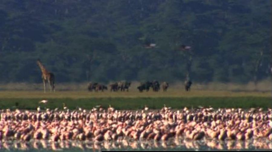 Lake Nakuru - Flamingos & Friends : Show Me Science