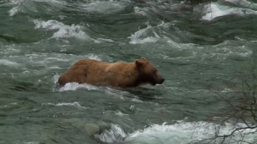 Alaska's Katmai, Lake Clark & Alagnak, Bears & Fish