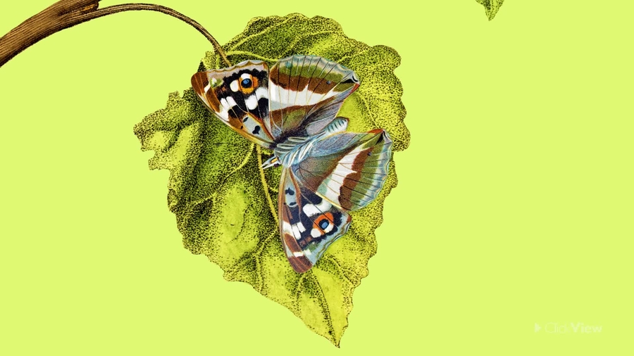 Butterflies : Caterpillars in Disguise