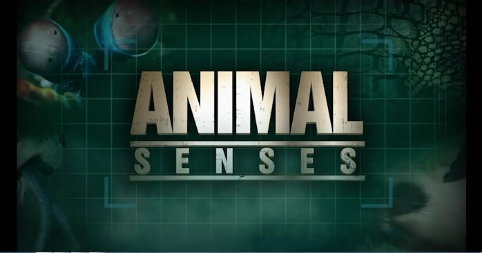 Animal senses :  Sound