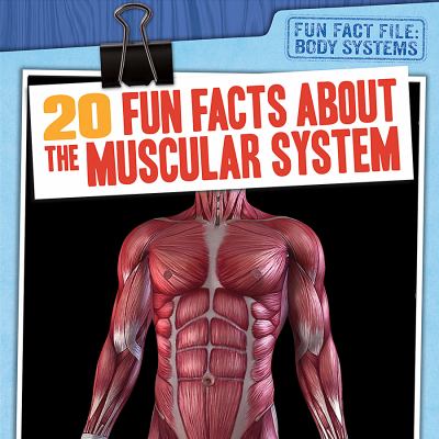 20 fun facts about the muscular system