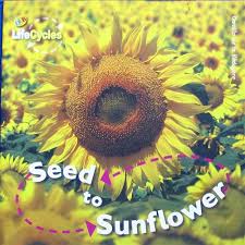 Seed to sunflower