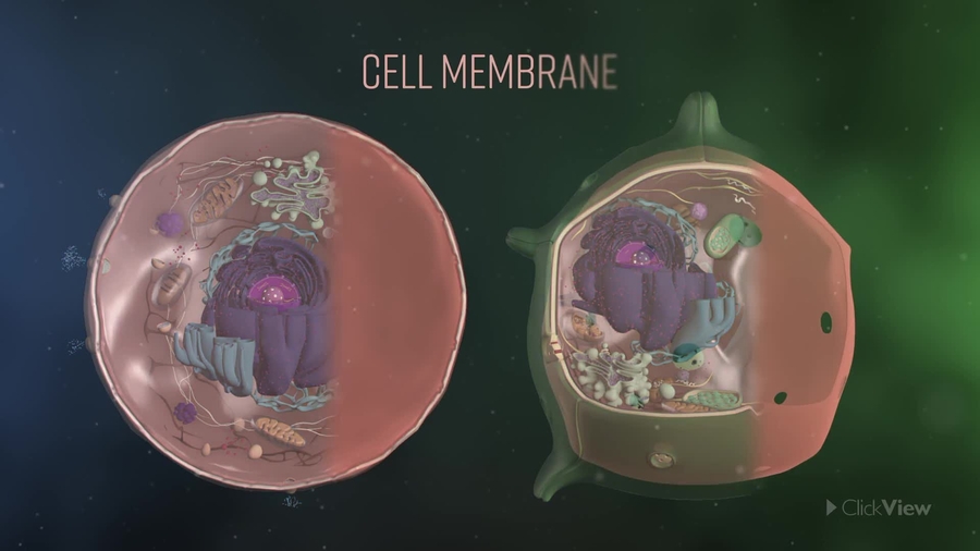 Cell Membranes and Simple Transport