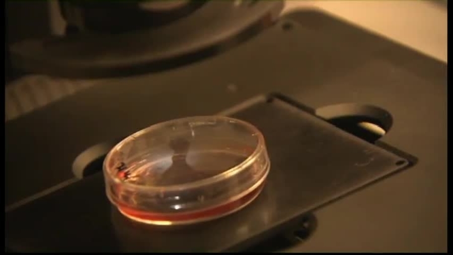 Test-tube Burger : Cell Culture- Artificial culturing of stem cells into muscle cells