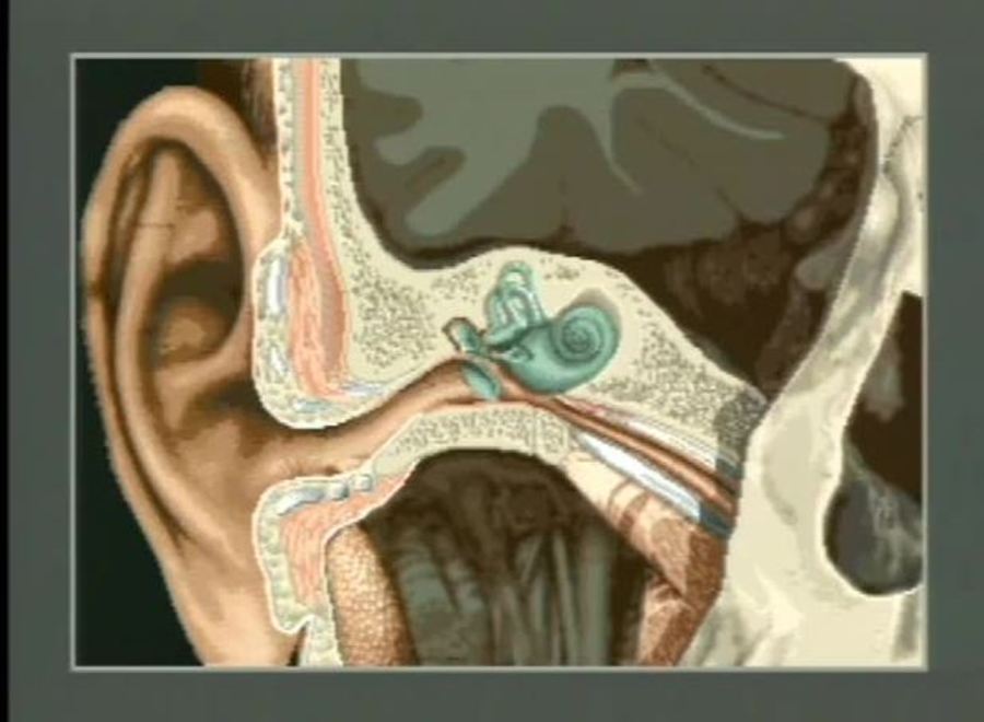 The Human Ear