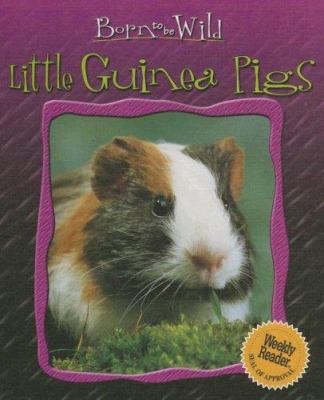 Little guinea pigs